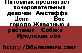 Питомник предлагает 2-хочаровательных девочек  Амстаффа › Цена ­ 25 000 - Все города Животные и растения » Собаки   . Иркутская обл.